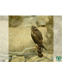 گونه سنقر سفید Pallid Harrier